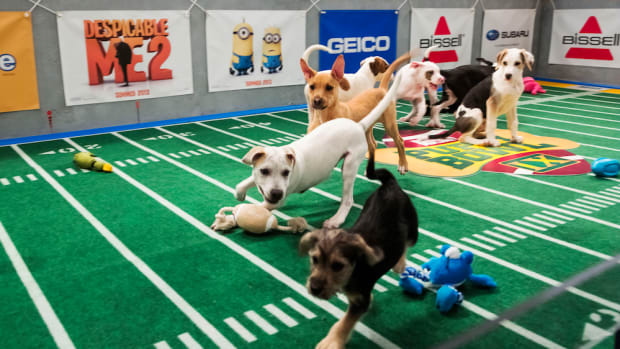 puppy bowl cheerleaders nigerian goats